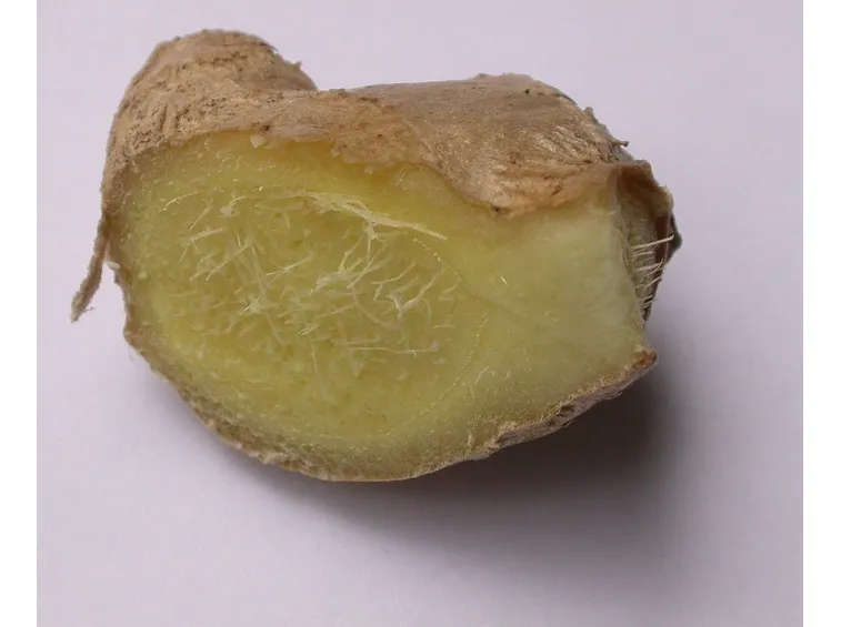 Rizoma di zenzero in sezione