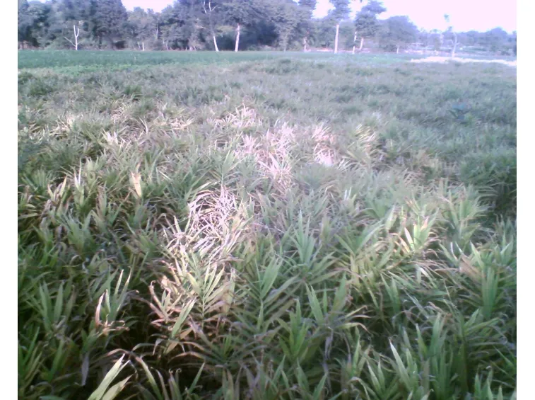 Campo coltivato a zenzero