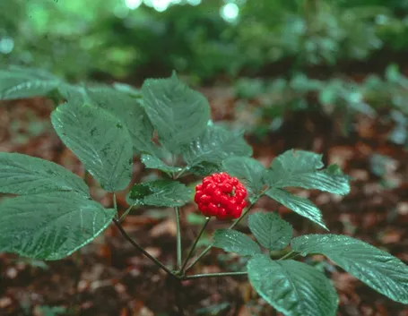 Pianta da cui si ricava la radice di ginseng