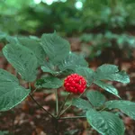 Pianta da cui si ricava la radice di ginseng