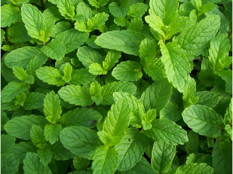 La menta, utile per aromatizzare le tisane