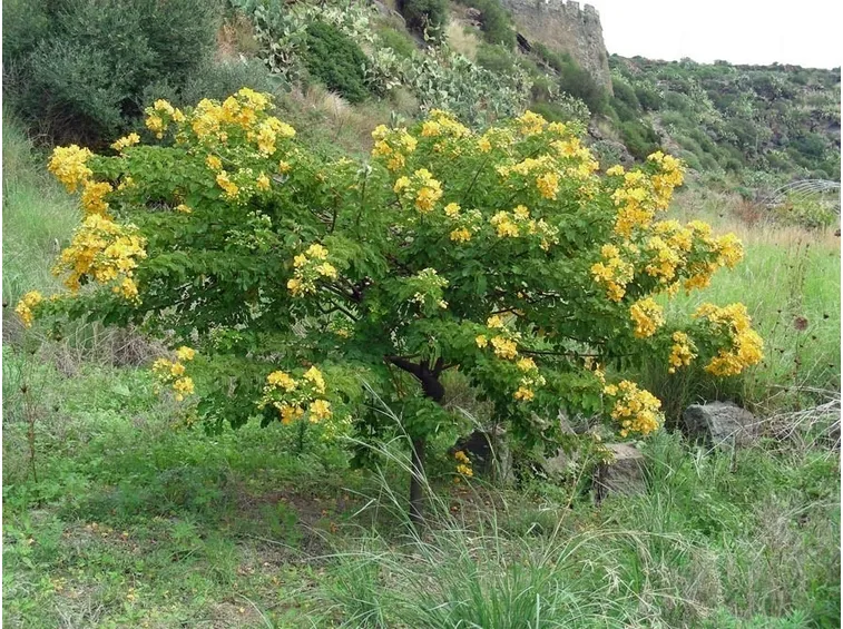 pianta della senna