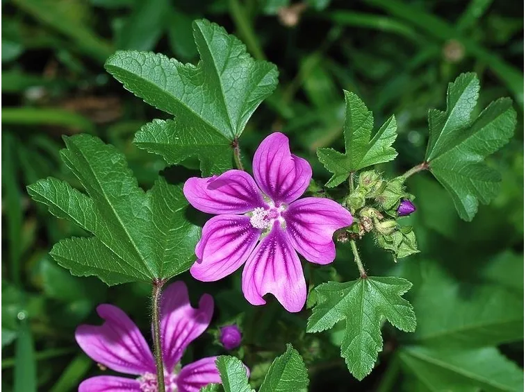 Pianta di malva fiorita