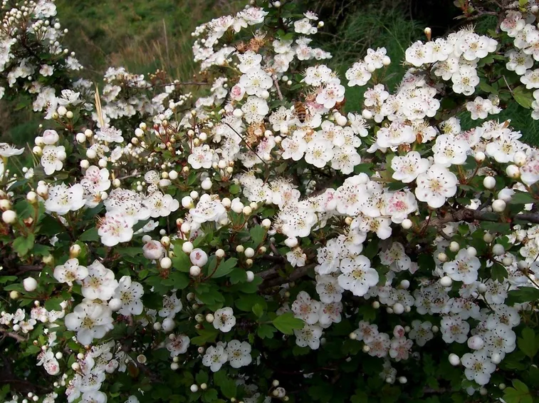 Biancospino