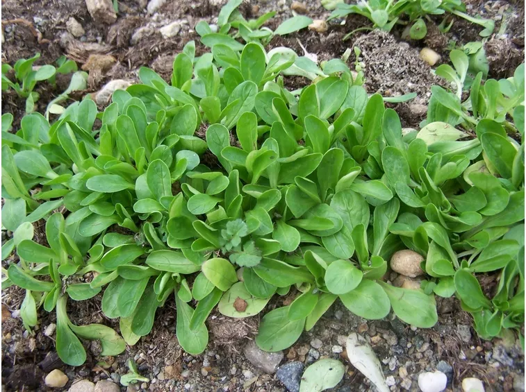 Valeriana