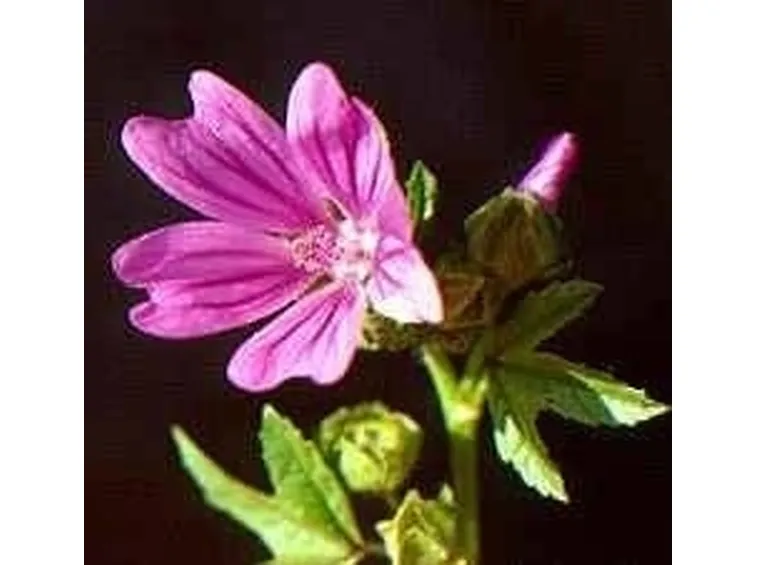 Malva