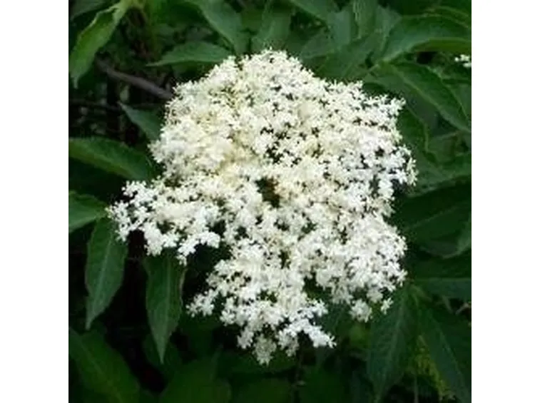 Sambuco in fiore