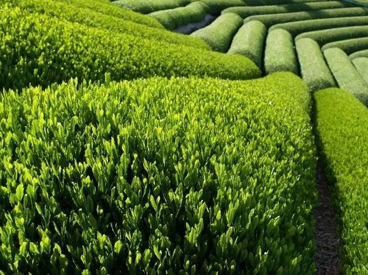 te verde