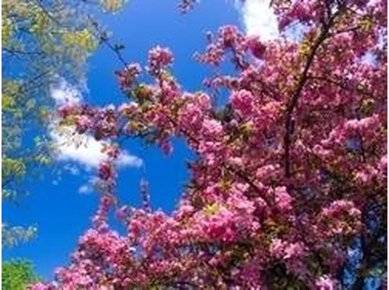 fiori