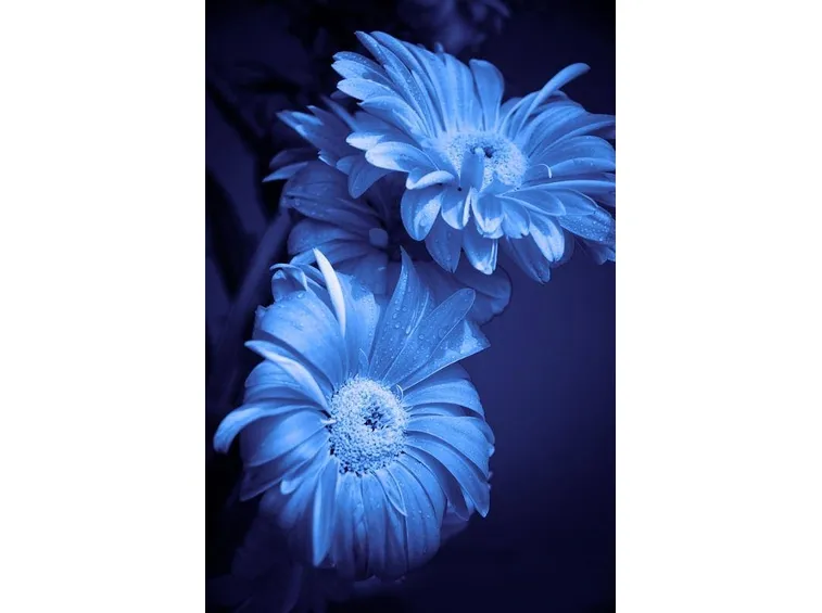 fiori