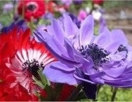 anemoni
