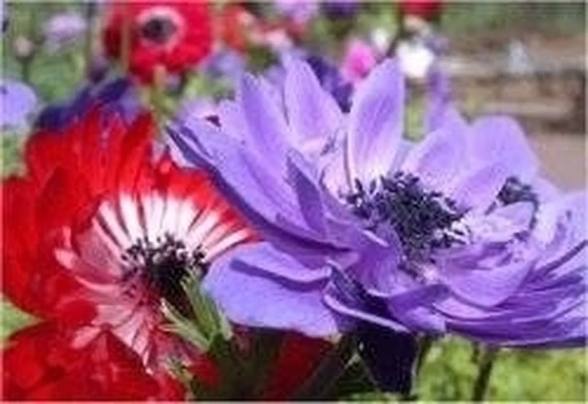 anemoni