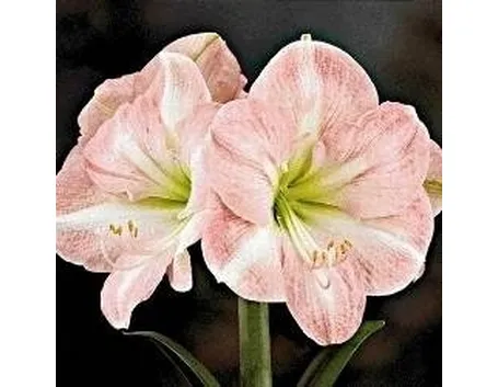 Amaryllis