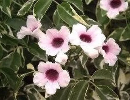Pandorea