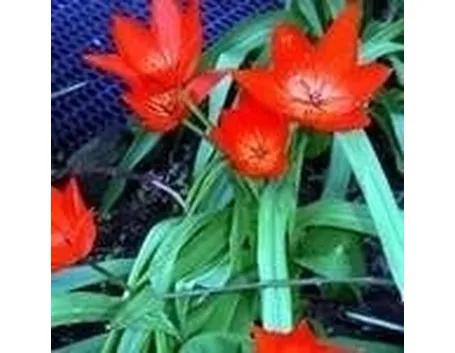 Tulipani