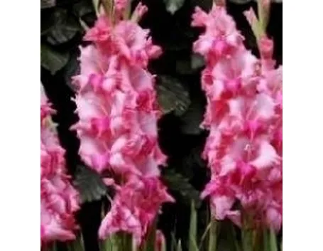 gladioli