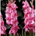 gladioli