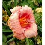 Hemerocallis