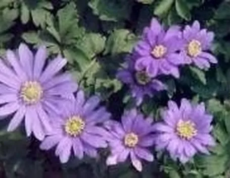 anemoni