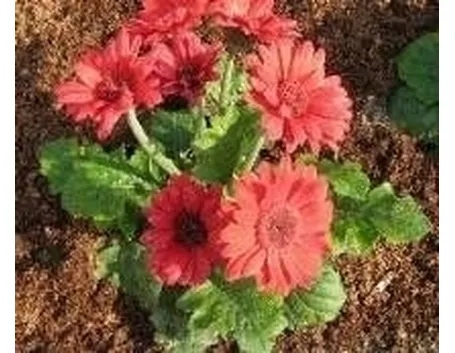 pianta di gerbera