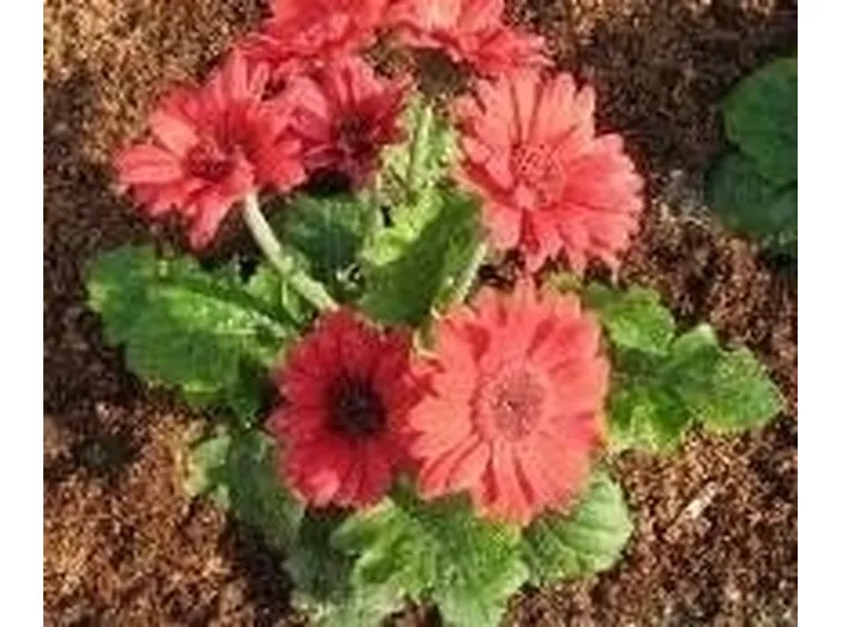 pianta di gerbera