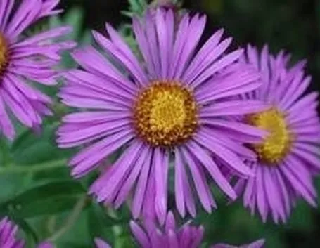 settembrini
