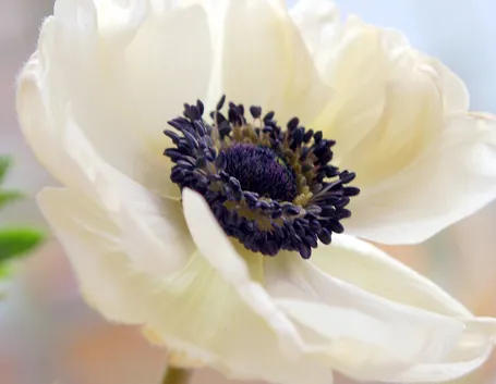 Anemone