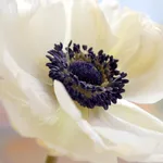 Anemone