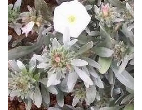 convolvulus cneorum