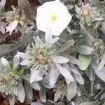 convolvulus cneorum