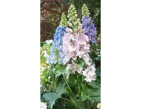 Delphinium