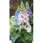 Delphinium