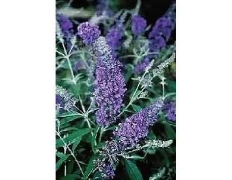 Buddleya