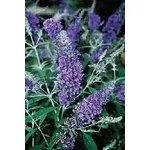 Buddleya