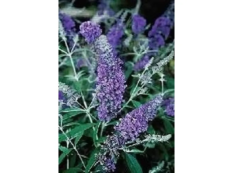 Buddleya