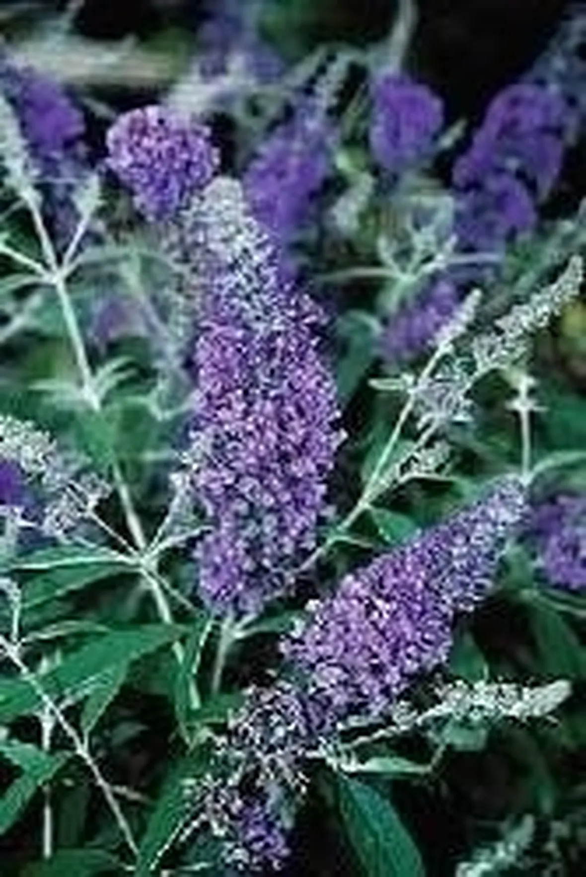 Buddleya