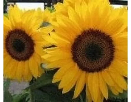 girasole