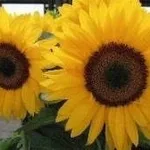 girasole