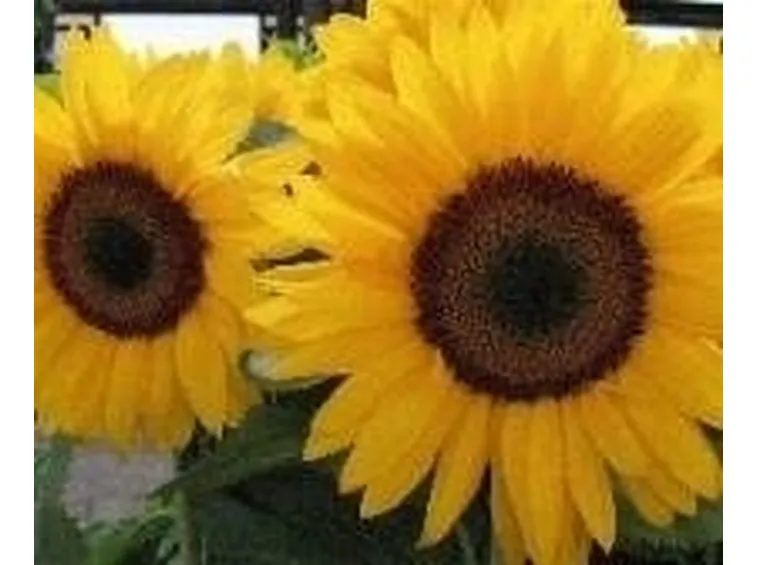 girasole