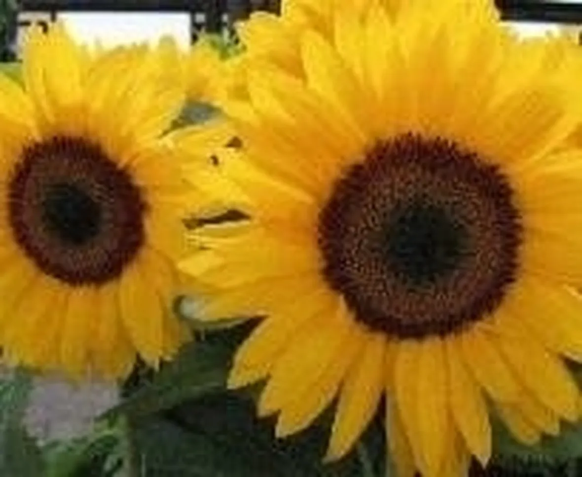 girasole