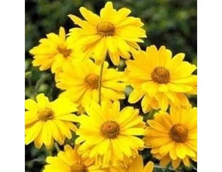 Heliopsis
