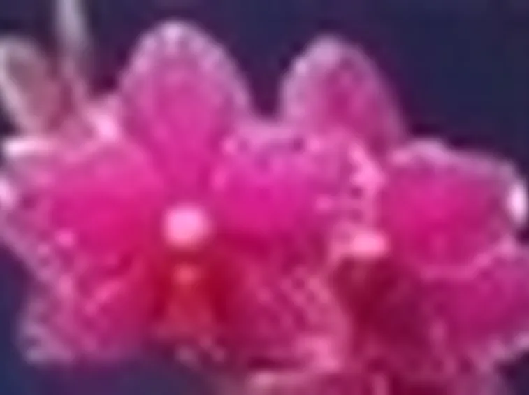 phalaenopsis