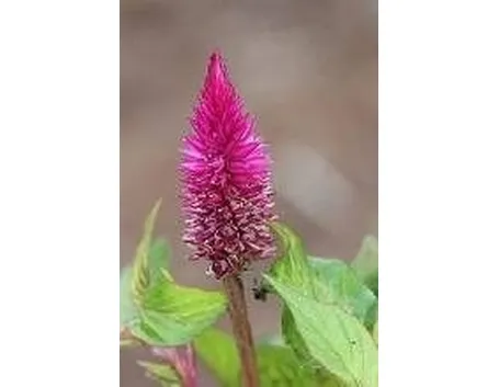 celosia