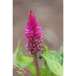 celosia