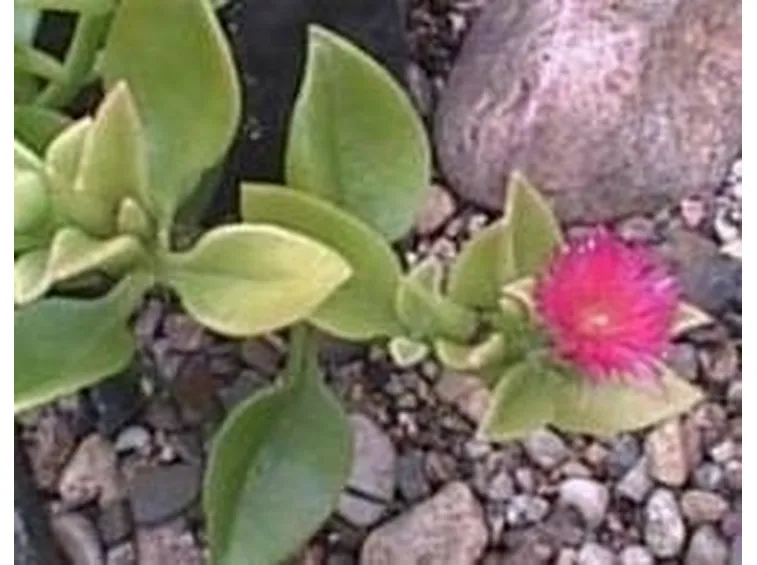 Aptenia
