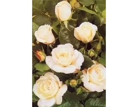 Rosa bianca