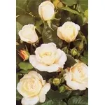 Rosa bianca