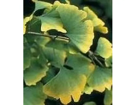 Ginkgo