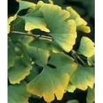 Ginkgo