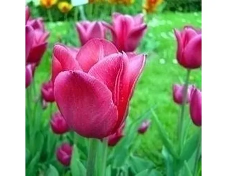 tulipani